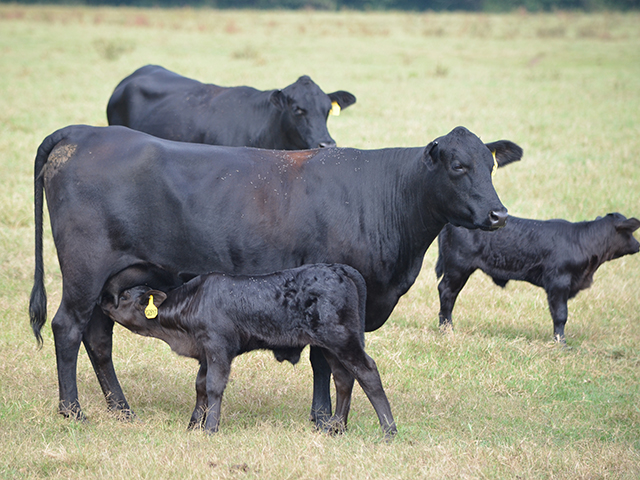 Higher temperatures in late summer and early fall can affect when fall calving season starts. (DTN/Progressive Farmer photo by Dan Miller)